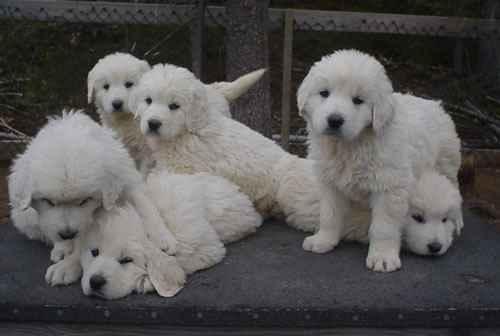 tatra puppies